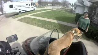 Sioux City Sidecar dog Rocky's first ride in the hack