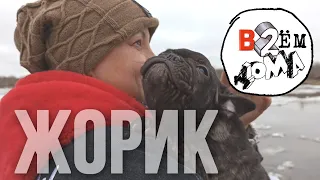 08. Жорик - Французский бульдог 3-4 мес. Жорж де КОЛОбуль!