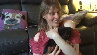 Bringing our border terrier puppy home