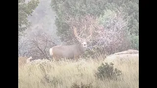 7 Rem mag trophy Mule Deer Buck 2023