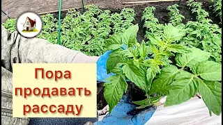 13. Продажа рассады. Сборы на рынок. Видео с рынка.