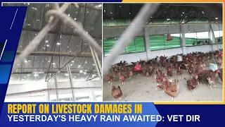 REPORT ON LIVESTOCK DAMAGES IN YESTERDAY'S HEAVY RAIN AWAITED: VET DIR  | 06 MAY 2024