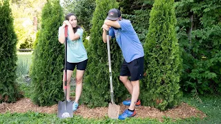 Adding some privacy to the backyard. We BOUGHT AND PLANTED 6 Emerald Green Arborvitaes!