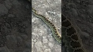 Large rattlesnake found while hiking in California