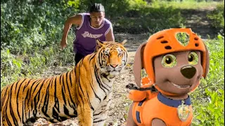 Lo perseguía un tigre y uno de los paw patrol lo salvo