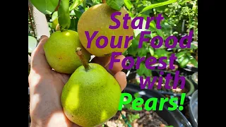 Growing Pears and Asian Pears in the Desert for Fruit and Shade! Tier 1 Start your food forest here!