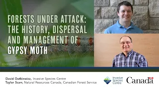 Forests under attack: The history, dispersal, and management of gypsy moth