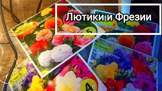 Акция в Светофоре 1 +1 💐  Лютики и Фрезии Цветов много не бывает ☺