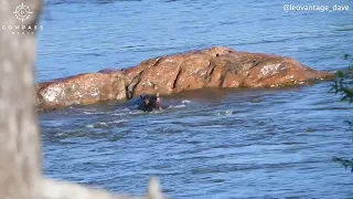 Hippo Attacks Lion Stranded on Rock