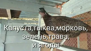 Румынский фазан, не большой обзор, и информация о румынских фазанов