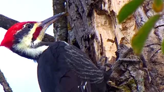Pileated Woodpecker Pecking on Hardwood