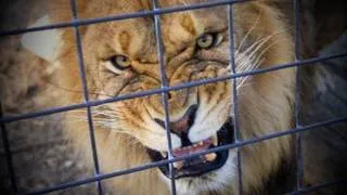 LIONS TIGERS Escape! Ohio...Freedom to die