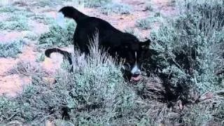 Ciaran stalking the wild sage brush