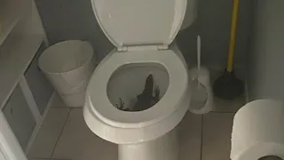 'Look before you sit': South Florida woman finds green iguana hiding in her toilet