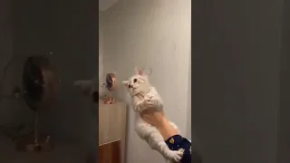 ПОСМОТРИТЕ котик лопает мыльные пузыри
