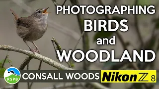 Photographing birds and woodland with the Nikon Z8