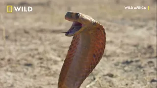 Cobra Vs. Meerkat |Wild Africa | National Geographic Wild UK (part01)