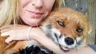 Fox reaction to being hugged