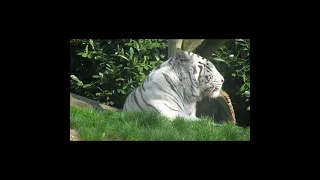 white tiger, looking awesome #white_tiger