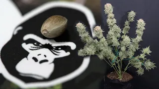 Cannabis Timelapse Seed to Harvest: Gorilla Girl XL Auto