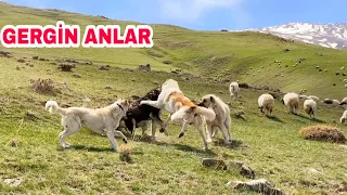 HARD DOGS CHALLENGE EACH OTHER--AKKARAMAN SHEEP FLOCK COME TO MOUNTAIN ARARAT▫️4K▫️