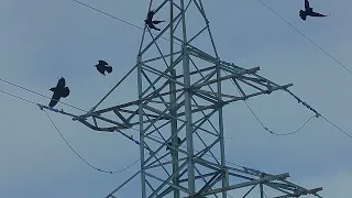 Crow Hunting 2022, Охота на ворон