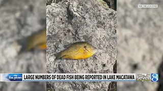 Large numbers of dead fish being reported in Lake Macatawa