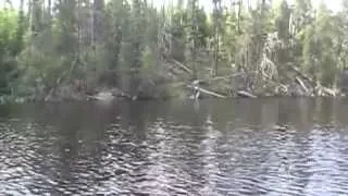 Bigfoot Hunt Northern Minnesota