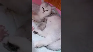 Super Cute Cats ♥ Best Funny Cat Videos 2021 💗 Cat Videos for Cats to Watch 💗  #107