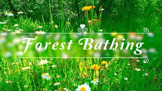 🌳🌞 Begin Your Day with the POSITIVE ENERGY of Healing Nature Sounds 🌳Fresh Morning Forest Ambience#1
