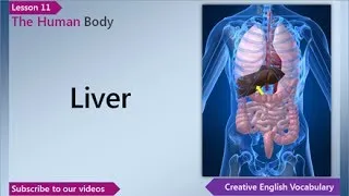 Learn English - English Vocabulary Lesson 11 - The Human Body | Free English Lessons, ESL Lessons