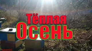 На пасеке в конце Осени настала Весна..Пчелки летают.Птички поют.Ой НЕ К ДОБРУ ЄТО ВСЕ