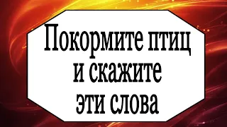 Покормите птиц и скажите эти слова. | Тайна Жрицы |