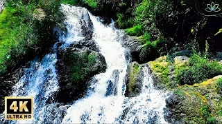 Soothing Piano Music with 4K Nature Scenery - Moutain Stream Waterfall & Bird Chirping Sounds