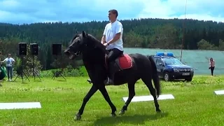 Calul HUȚUL - Herghelia LUCINA (Bucovina, România)