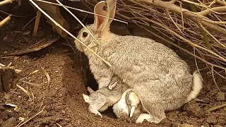 Criando CONEJOS En La Naturaleza // ¿Podemos Criar Conejos En La Naturaleza⁉️ Parte 2 // 2022