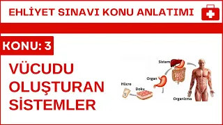 Vücudu Oluşturan Sistemler | Ehliyet Dersleri | İlk Yardım 3