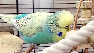 7 hours of budgie sounds with background noise for relaxation