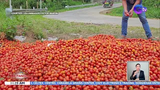 Isang truck ng kamatis, itinapon na lang dahil sa napakababang presyo at oversupply | BT