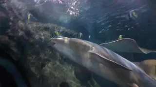 Walking through the aquarium tunnel at Loro Park in Tenerife