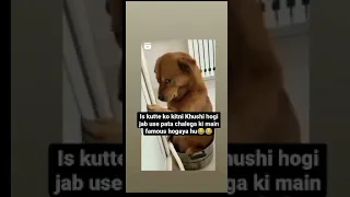 funny meme | fomouse dog | sharmane wala meme