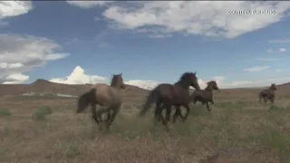 Wild horses released in Owyhee County