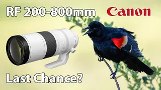 Canon RF 200-800mm Giving it Another Chance  R6 Mark II