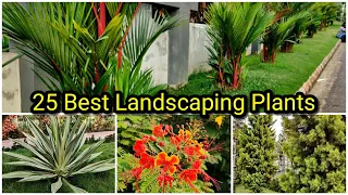 25 Low Maintenance Landscaping Plants | എളുപ്പത്തിൽ പരിപാലിക്കാൻ പറ്റിയ ഗാർഡൻ ചെടികൾ | Part 1