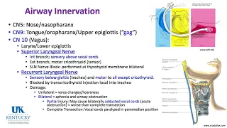 Keyword Review 2019 | Respiratory Anatomy, Physiology & Thoracic (part 1 of 5) - (Dr. Schell)