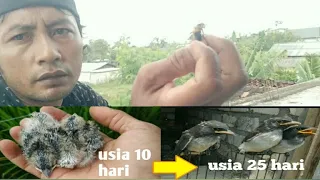 cara merawat anak kekep babi dari usia 10 hari sampai dewasa dan pasti hidup!!!!