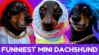 Try Not To Laugh! Funniest Mini Dachshund Moments of 2020 #11