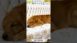 बोबो Part-14 Story Of Noodels eating Dog Bobo Comedy 😂 | The dogs are cute and funny #dog #shorts