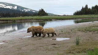 Hungry grizzly cub wants to nurse