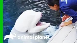 Maple The Beluga Whale Takes Part In A Scientific Study | The Aquarium